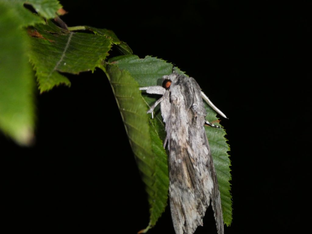 Da identificare: Agrius convolvuli - Sphingidae